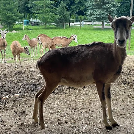 Holla Waldfee Konigerode