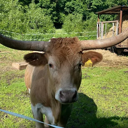 Holla Waldfee Appartamento Konigerode