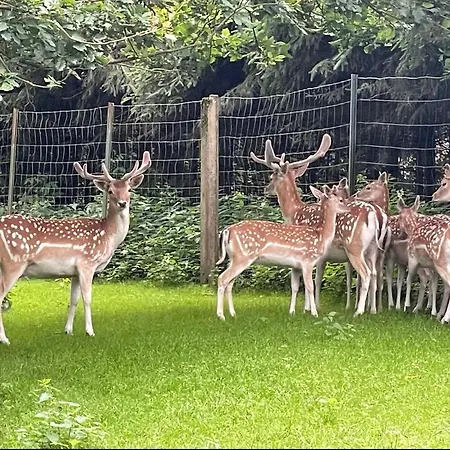 Holla Waldfee Appartamento Konigerode