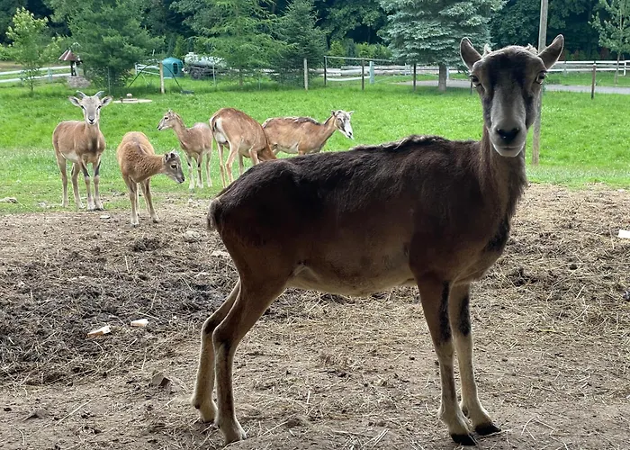 Holla Waldfee Konigerode