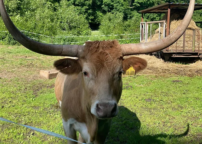 Holla Waldfee Apartament Konigerode