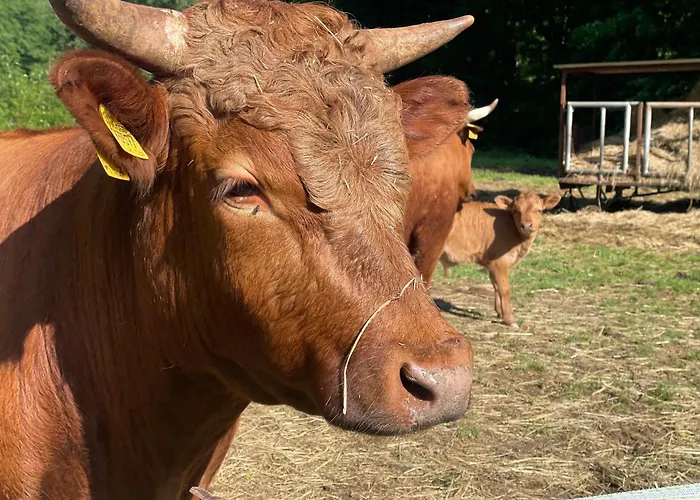 Holla Waldfee Apartament Konigerode