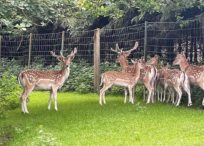 Holla Waldfee Apartament Konigerode